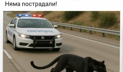 Пума-эмигрант в Болгарии