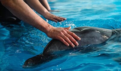 Москвичи выберут имя дельфиненку из «Москвариума»