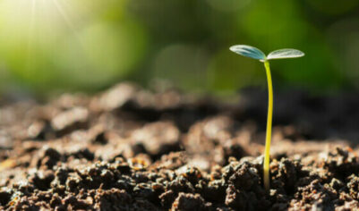 Почему не всходят семена, как повысить всхожесть