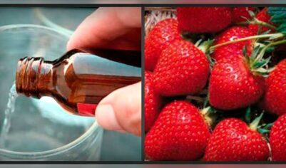 Нашатырный спирт для клубники — средство двойного действия