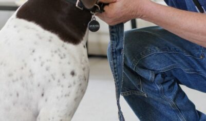 Поводок для собак из джинсов своими руками