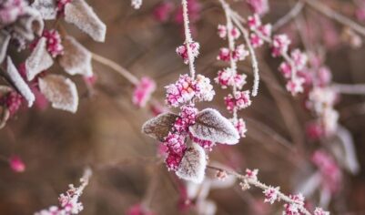 Уход за малиной осенью, подготовка к зиме