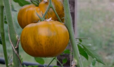 Томат “Малахитовая шкатулка” – сокровище с грядки