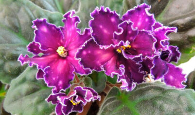 Фиалка СМ «Танец галактик» — звездное небо на подоконнике