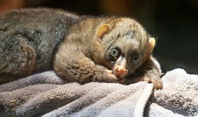 В Московском зоопарке родился детеныш краснокнижного примата потто