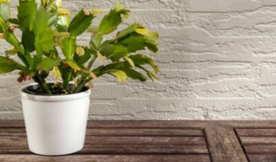 Как вызвать обильное цветение декабриста в домашних условиях