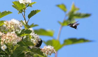 На Западе подчинили рой насекомых для разведки в интересах НАТО