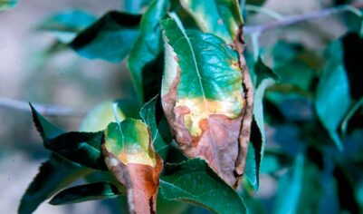 Простой способ выявить дефицит микроэлементов у деревьев