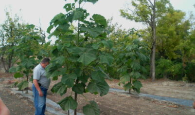 Павлония — самое быстрорастущее дерево для зеленой изгороди или рощи. За год вырастает до 5 метров