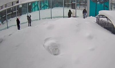 Посетитель зоопарка в Перми пытался накормить белых медведей таблетками