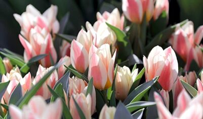 Начало астрономической весны в Москве будет теплым