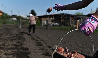 Дачников призвали заняться огородом