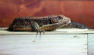 Два детеныша большого геррозавра родились в Московском зоопарке