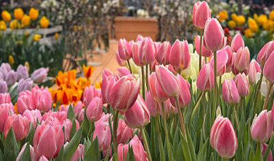 Посетители Аптекарского огорода смогут окунуться в ароматы весенних цветов