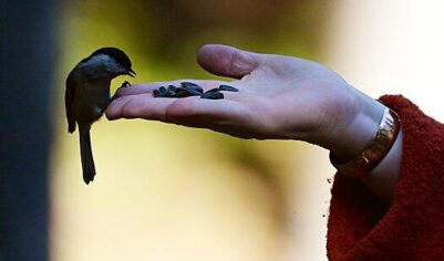 Москвичей научили кормить залетных птиц