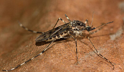 Биолог Гомыранов: этой весной на Москву обрушится нашествие комаров