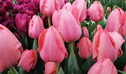 В «Аптекарском огороде» до 9 марта проходит выставка «Репетиция весны»