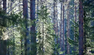 Власти Подмосковья объявили о начале сезона активности клещей