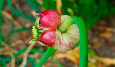 Выращиваем чеснок из воздушных луковиц