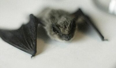 В Москве проснулись летучие мыши