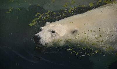 В Московском зоопарке оценили предложение обменять медведя на японских капибар