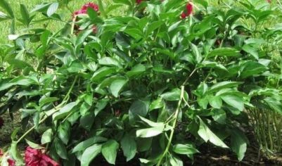 Что делать с пионами после цветения, как ухаживать за цветами дальше